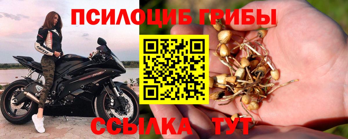 Галлюциногенные грибы Psilocybe Кубинка